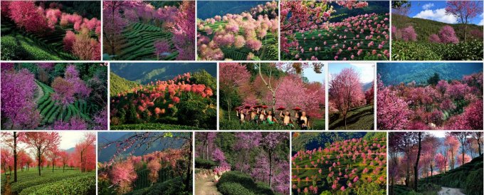 大理無(wú)量山櫻花谷的櫻花開(kāi)了嗎？無(wú)量山櫻花節(jié)是什么時(shí)候？