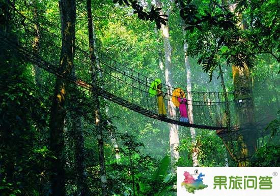 去西雙版納望天樹旅游，享受被大自然懷抱的感覺