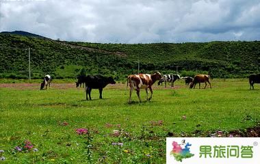 香格里拉大草原-昆明國(guó)旅告訴您，云南旅游怎樣管住自己的錢包