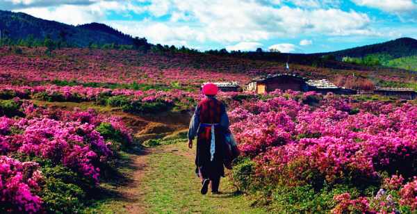 這個季節(jié)是香格里拉花季，現(xiàn)在去云南旅游安全嗎？云南旅游十一旺季去云南旅游安全了嗎？