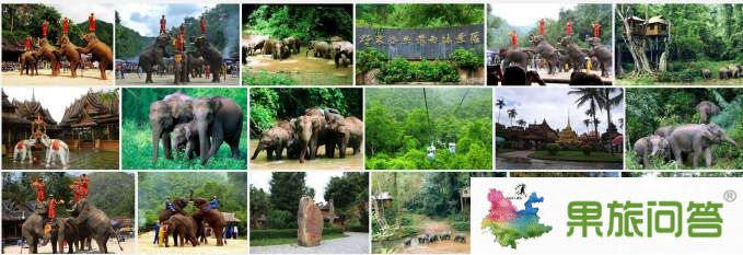 西雙版納（野象谷、熱帶植物園）組圖
